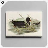 アートパネル-Dusky Moorhen
 - オーストラリアの鳥 Canvas.