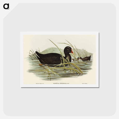 アートポストカード-Dusky Moorhen
 - オーストラリアの鳥 Postcard.