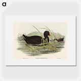 Dusky Moorhen
 - オーストラリアの鳥 Poster.