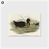 アートポストカード-Dusky Moorhen
 - オーストラリアの鳥 Postcard.