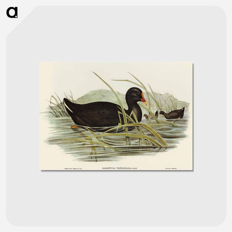 アートポストカード-Dusky Moorhen
 - オーストラリアの鳥 Postcard.