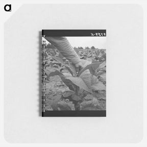 アートメモ帳-tenant farmer topping tobacco - ドロテア ラング Memo.