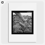 tenant farmer topping tobacco - Dorothea Lange Poster.