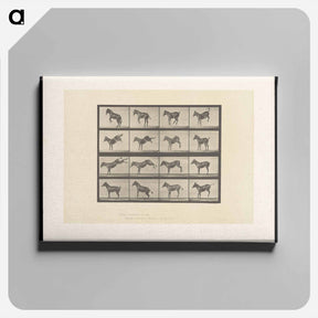 アートパネル-Bucking Horse
 - エドワード マイブリッジ Canvas.