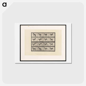 アートポストカード-Bucking Horse
 - エドワード マイブリッジ Postcard.