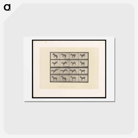 アートポストカード-Bucking Horse
 - エドワード マイブリッジ Postcard.