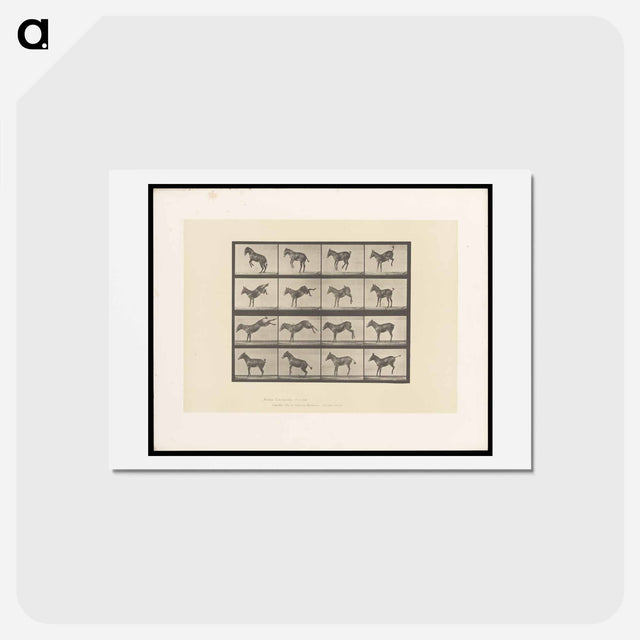 アートポストカード-Bucking Horse
 - エドワード マイブリッジ Postcard.