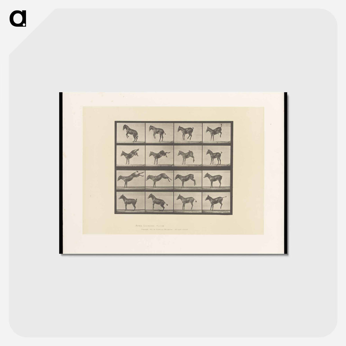 アートポストカード-Bucking Horse
 - エドワード マイブリッジ Postcard.
