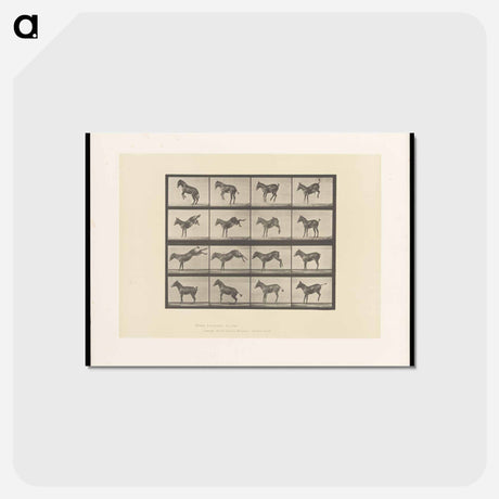 アートポストカード-Bucking Horse
 - エドワード マイブリッジ Postcard.