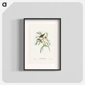 アートポスター-Plain-coloured Acanthiza
 - ジョン グールド Poster.