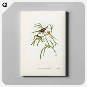 アートパネル-Plain-coloured Acanthiza
 - ジョン グールド Canvas.
