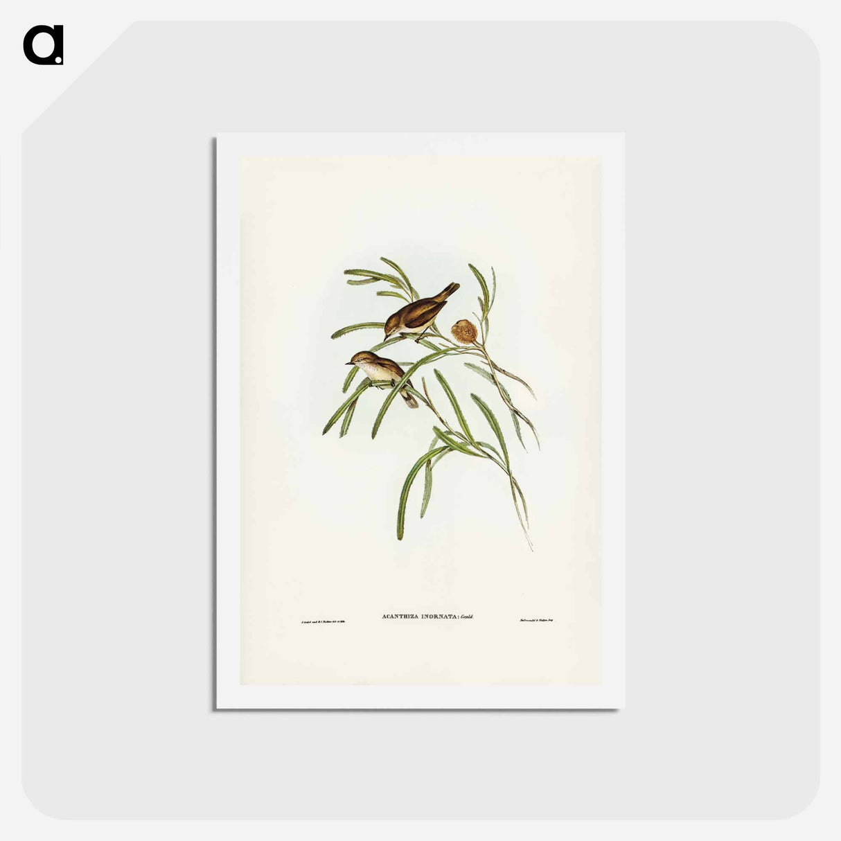 アートポストカード-Plain-coloured Acanthiza
 - ジョン グールド Postcard.
