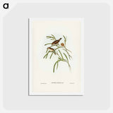 アートポストカード-Plain-coloured Acanthiza
 - ジョン グールド Postcard.