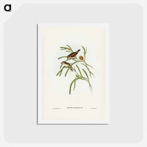 アートポストカード-Plain-coloured Acanthiza
 - ジョン グールド Postcard.