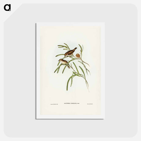 アートポストカード-Plain-coloured Acanthiza
 - ジョン グールド Postcard.