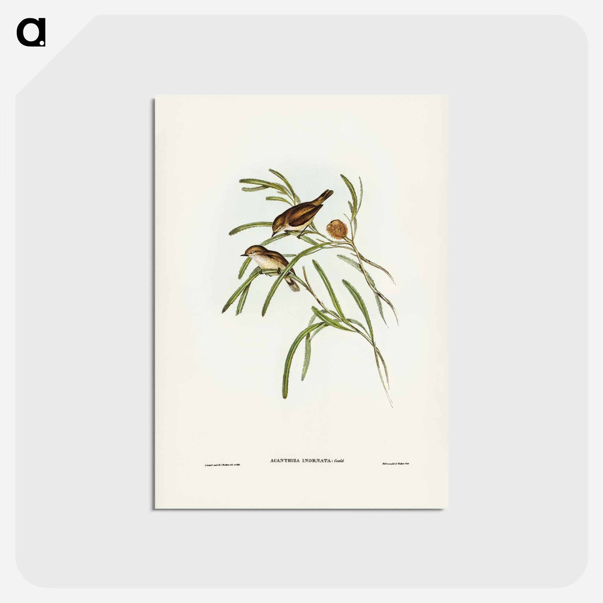 アートポストカード-Plain-coloured Acanthiza
 - ジョン グールド Postcard.