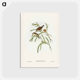 アートポストカード-Plain-coloured Acanthiza
 - ジョン グールド Postcard.