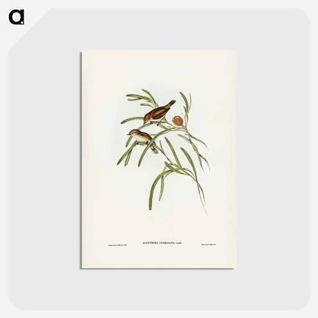 アートポストカード-Plain-coloured Acanthiza
 - ジョン グールド Postcard.