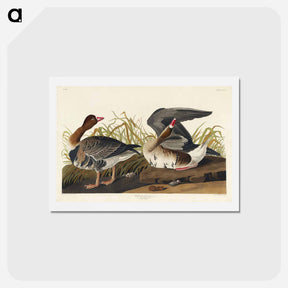 アートポストカード-White-fronted Goose
 - ジョン ジェームス オーデュボン Postcard.