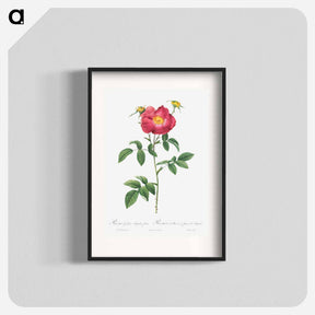 アートポスター-Stapelia French rose variety - ピエール ジョゼフ ルドゥーテ Poster.