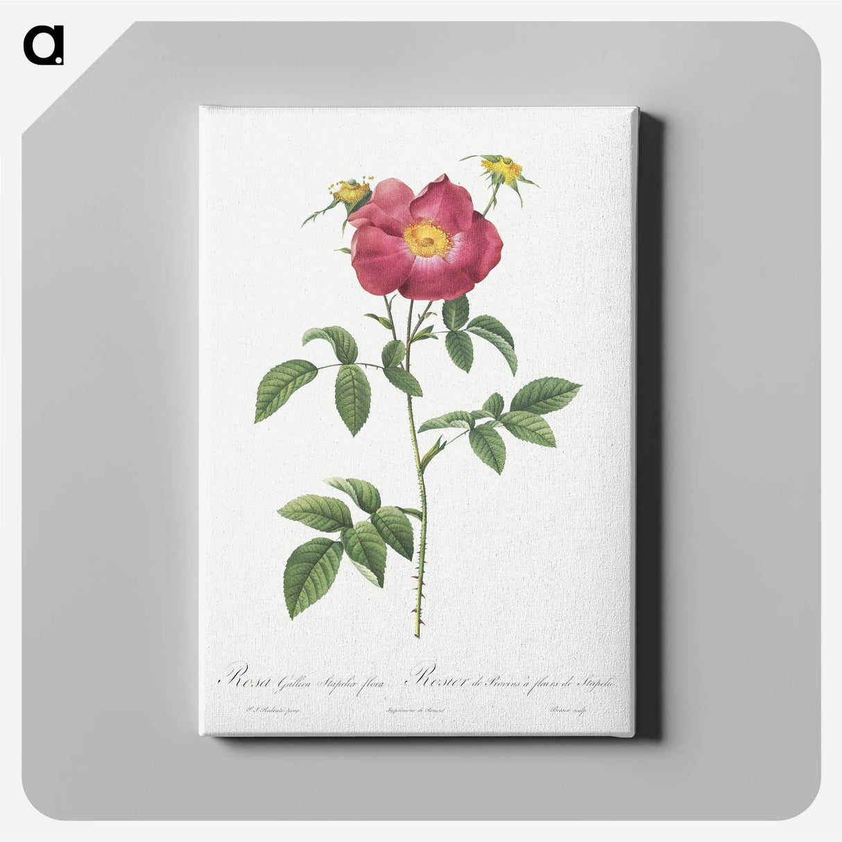 5-48_Pierre-Joseph-Redoute_canvas