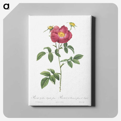 5-48_Pierre-Joseph-Redoute_canvas