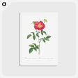 アートポストカード-Stapelia French rose variety - ピエール ジョゼフ ルドゥーテ Postcard.