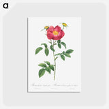アートポストカード-Stapelia French rose variety - ピエール ジョゼフ ルドゥーテ Postcard.