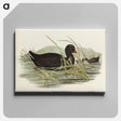 アートパネル-Dusky Moorhen
 - オーストラリアの鳥 Canvas.