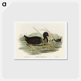 アートポストカード-Dusky Moorhen
 - オーストラリアの鳥 Postcard.
