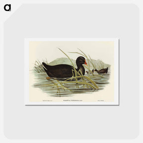 アートポストカード-Dusky Moorhen
 - オーストラリアの鳥 Postcard.