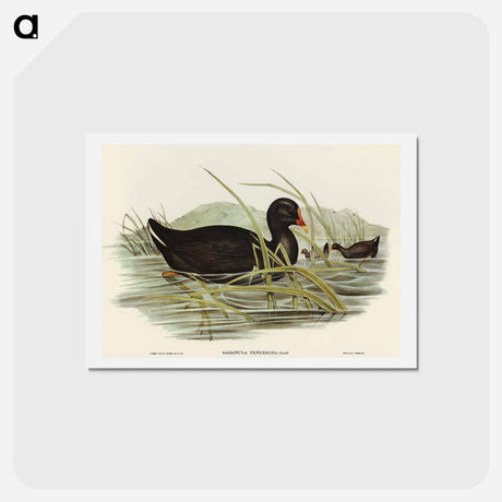 アートポストカード-Dusky Moorhen
 - オーストラリアの鳥 Postcard.