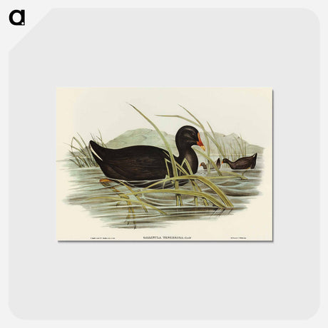 アートポストカード-Dusky Moorhen
 - オーストラリアの鳥 Postcard.