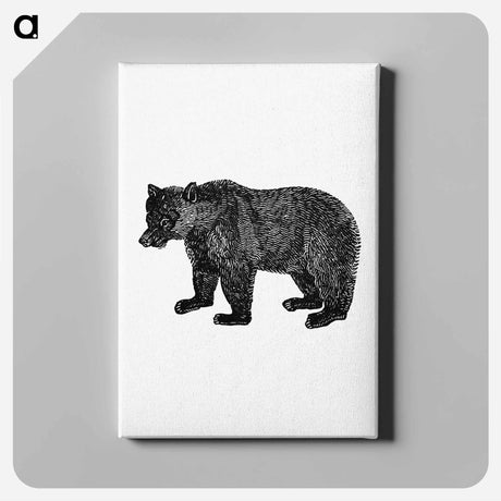 アートパネル-Bear Engraving from The Polar Regions Of The Western Continent Explored
 - 大英図書館 Canvas.