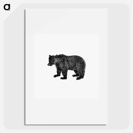 アートポスター-Bear Engraving from The Polar Regions Of The Western Continent Explored
 - 大英図書館 Poster.