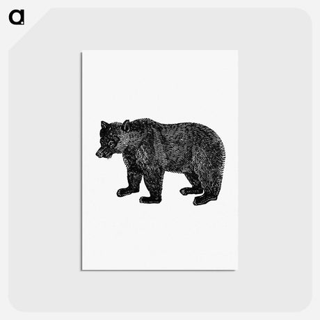 アートポストカード-Bear Engraving from The Polar Regions Of The Western Continent Explored
 - 大英図書館 Postcard.