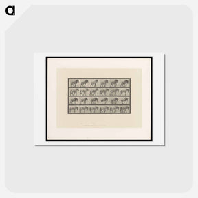 アートポストカード-Horse in Motion
 - エドワード マイブリッジ Postcard.