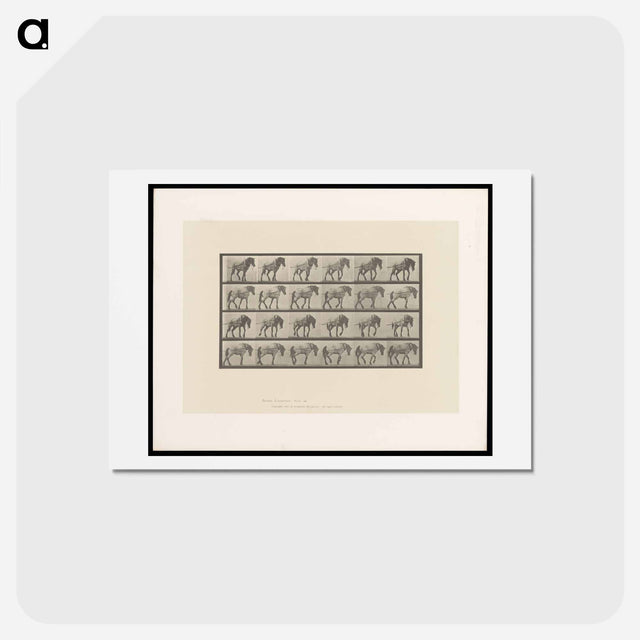 アートポストカード-Horse in Motion
 - エドワード マイブリッジ Postcard.