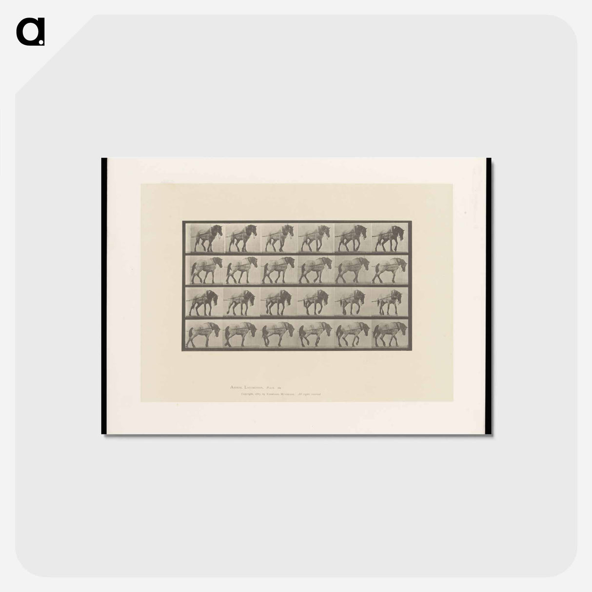 アートポストカード-Horse in Motion
 - エドワード マイブリッジ Postcard.