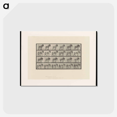 アートポストカード-Horse in Motion
 - エドワード マイブリッジ Postcard.