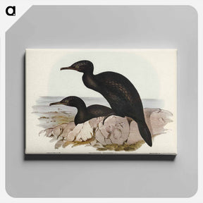 アートパネル-Groove-billed Cormorant
 - ジョン グールド Canvas.