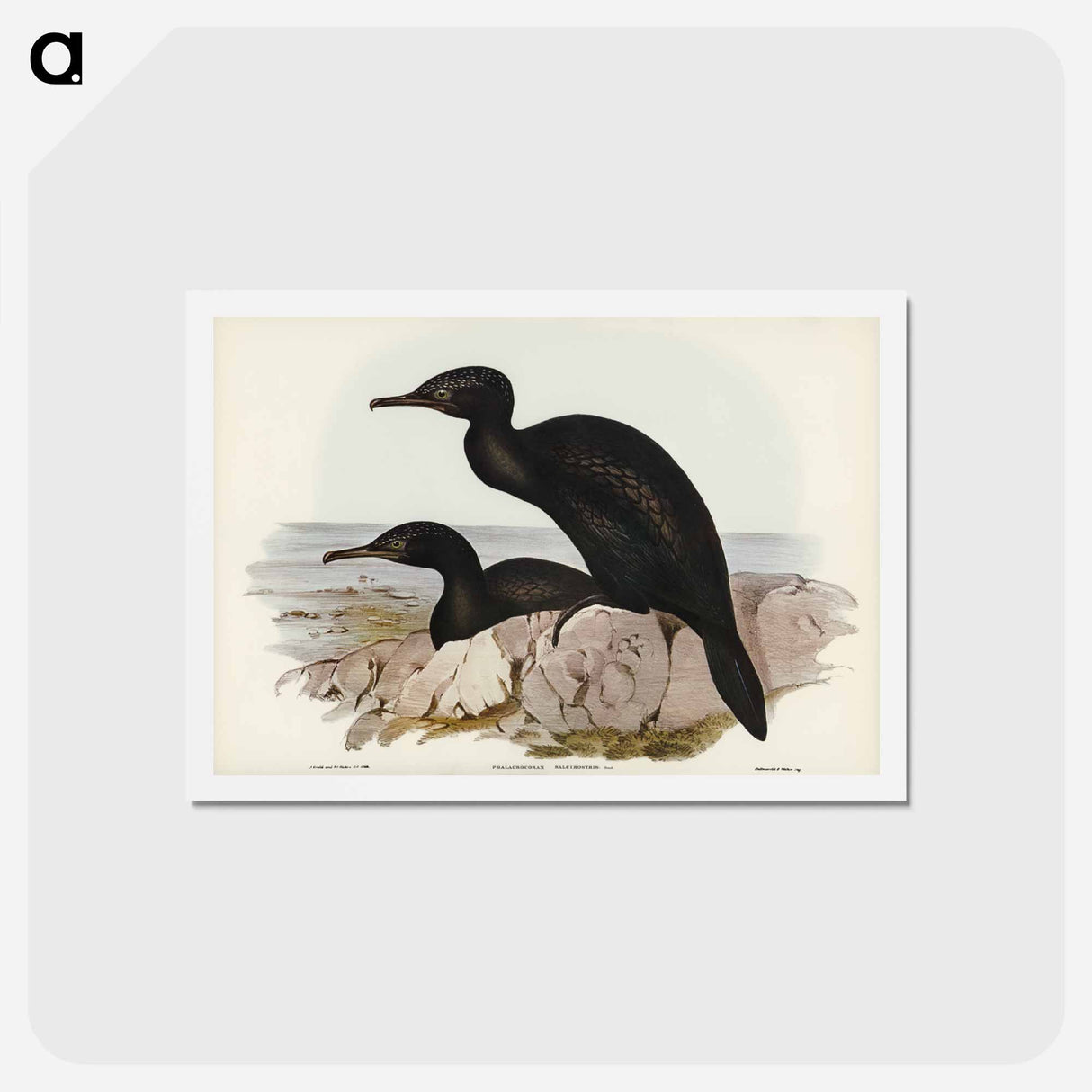 アートポストカード-Groove-billed Cormorant
 - ジョン グールド Postcard.