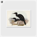 アートポストカード-Groove-billed Cormorant
 - ジョン グールド Postcard.