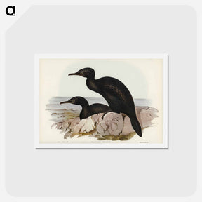 アートポストカード-Groove-billed Cormorant
 - ジョン グールド Postcard.