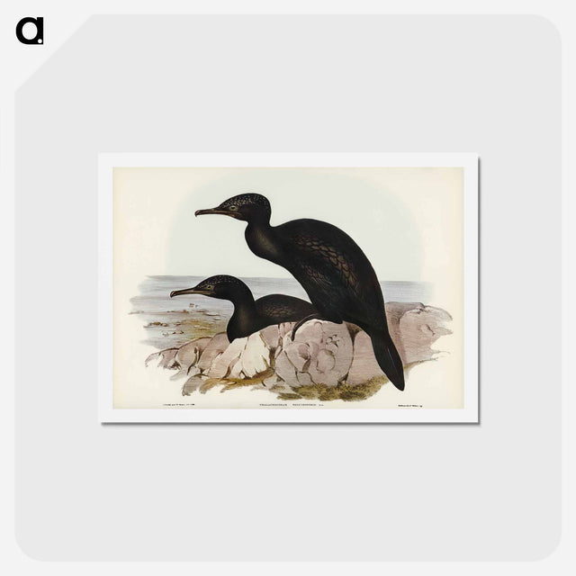 アートポストカード-Groove-billed Cormorant
 - ジョン グールド Postcard.
