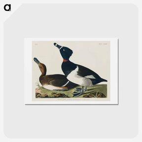 アートポストカード-Ring-necked Duck
 - ジョン ジェームス オーデュボン Postcard.