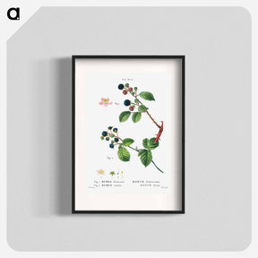 アートポスター-Blackberry (Rubus fruticosus) 2. Dewberry (Rubus caesius) - ピエール ジョゼフ ルドゥーテ Poster.
