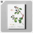 アートパネル-Blackberry (Rubus fruticosus) 2. Dewberry (Rubus caesius) - ピエール ジョゼフ ルドゥーテ Canvas.