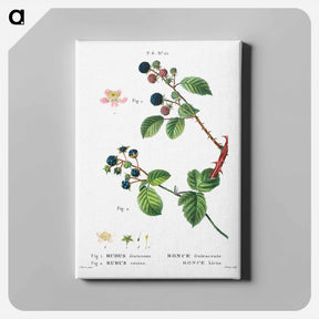 アートパネル-Blackberry (Rubus fruticosus) 2. Dewberry (Rubus caesius) - ピエール ジョゼフ ルドゥーテ Canvas.