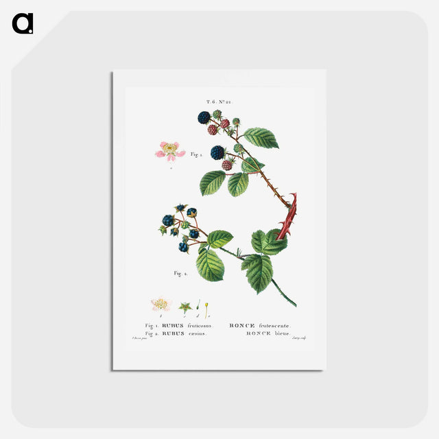 アートポストカード-Blackberry (Rubus fruticosus) 2. Dewberry (Rubus caesius) - ピエール ジョゼフ ルドゥーテ Postcard.